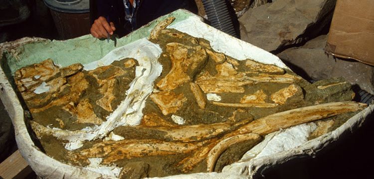 27.5 milyon yıl önce yaşamış yeni balina türü keşfedildi