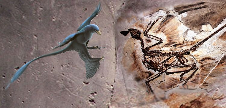 Dünyanın en eski kepek kalıntısı Microraptorların ününü zedeledi