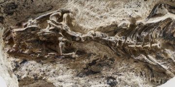 İtalyada 240 milyon yıllık kertenkele fosili bulundu