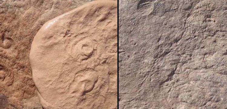 580 ila 540 milyon yıl önce yaşamış iki canlının fosilleri bulundu
