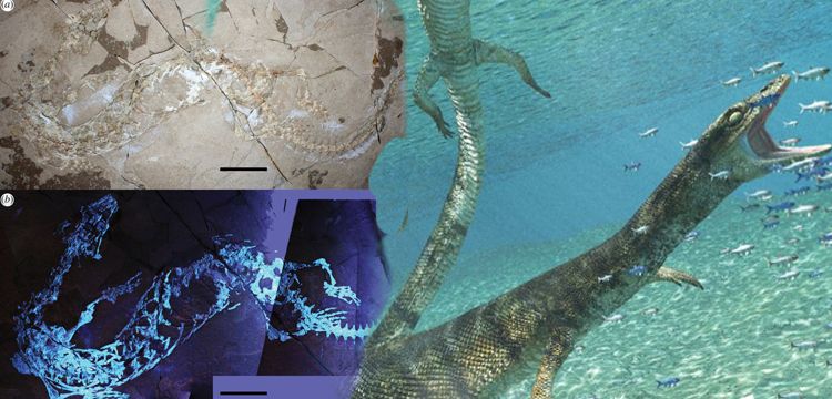 İtalya'da 70 milyon yıllık deniz kertenkelesi fosili keşfedildi