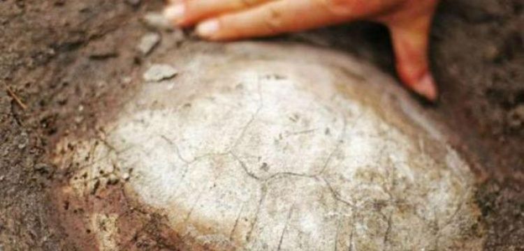 Çinli çiftçi tarlada 150 milyon yıllık kaplumbağa fosili buldu