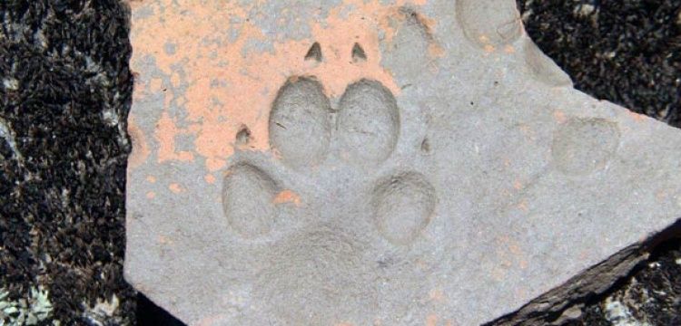 Latmos'ta bin yıllık köpek patisi izi bulundu