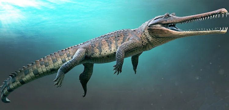 Timsah sanılan dinozor: Bir yakınsak evrim yanılgısı