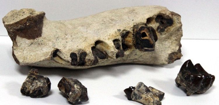 Avcılar'da tarihi eserler ve 7 milyon yıllık fosil yakalandı!