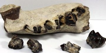 Avcılarda tarihi eserler ve 7 milyon yıllık fosil yakalandı!