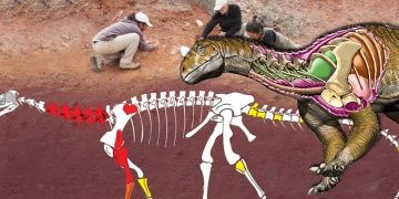 Arjantinde şu ana dek bilinen en eski dev dinozor fosili bulundu
