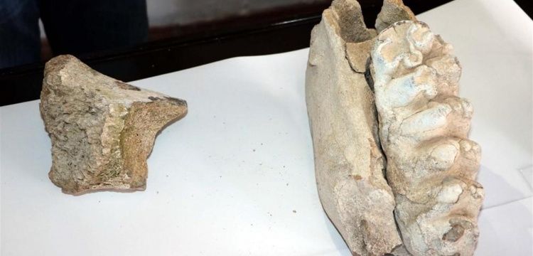 Yozgat'ta bir tarlada filgillere ait fosil kalıntısı bulundu