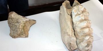 Yozgatta bir tarlada filgillere ait fosil kalıntısı bulundu