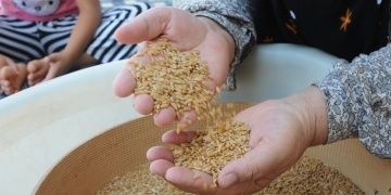 Antik Sorgül buğdayı Mardinli çiftçilere ücretsiz dağıtılacak