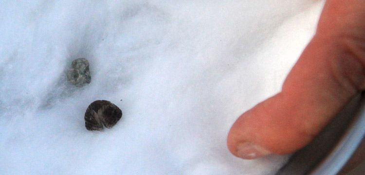 Samsun'da arkeologlar 3 bin yıllık fındık kabuğu buldu