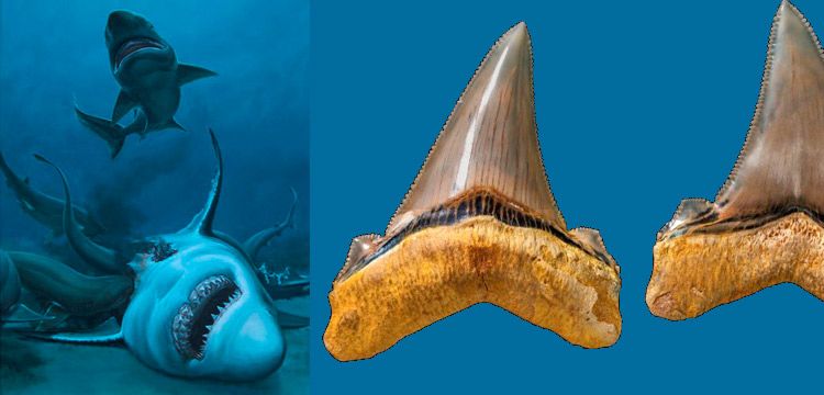 25 milyon yıl önce yaşamış dev köpek balığının dişleri bulundu