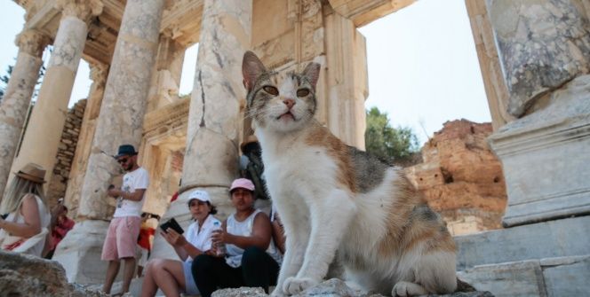 Efes Antik Kentinin turistik kedileri!