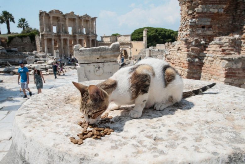 Efes Antik Kenti'nin turistik kedileri!