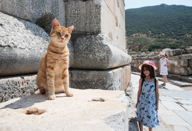 Efes Antik Kenti'nin turistik kedileri!