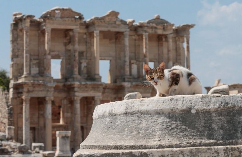 Efes Antik Kenti'nin turistik kedileri!