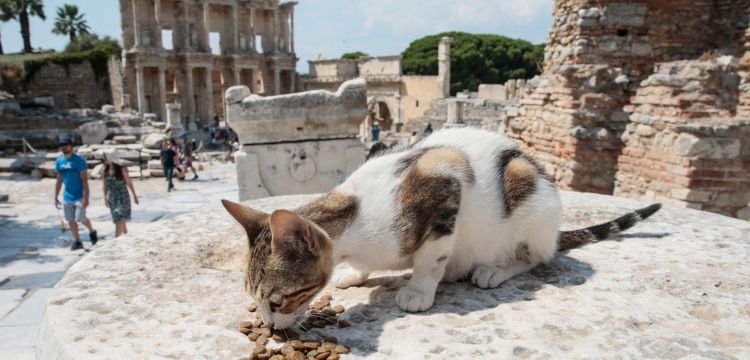 Efes Antik Kenti Sahipsiz Kedilere Sığınak Oldu