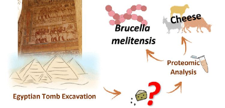 Mısırda keşfedilen 3300 yıllık peynirde brusella bakterisi bulundu