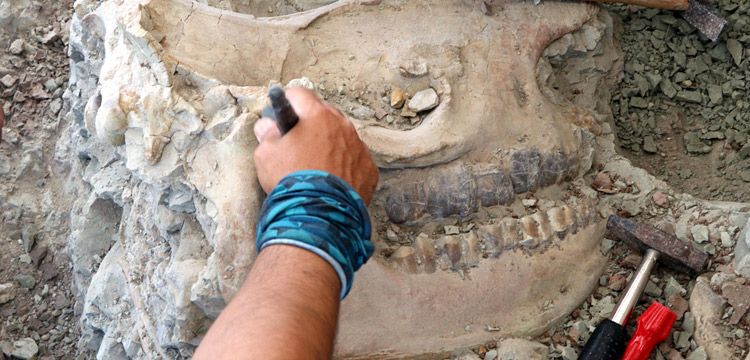 Çankırı'da  8,5 milyon yıllık Gergedan kafatası bulundu