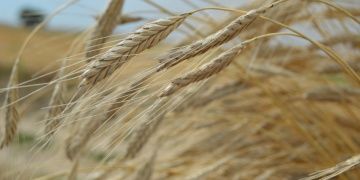 Frigya Vadisinde 3 bin yıl sonra Siyez Buğdayı biçildi