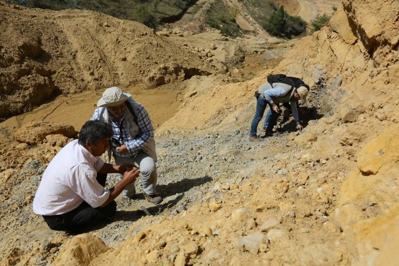 Bayburt'daki doğal kehribar alanında fosiller bulundu