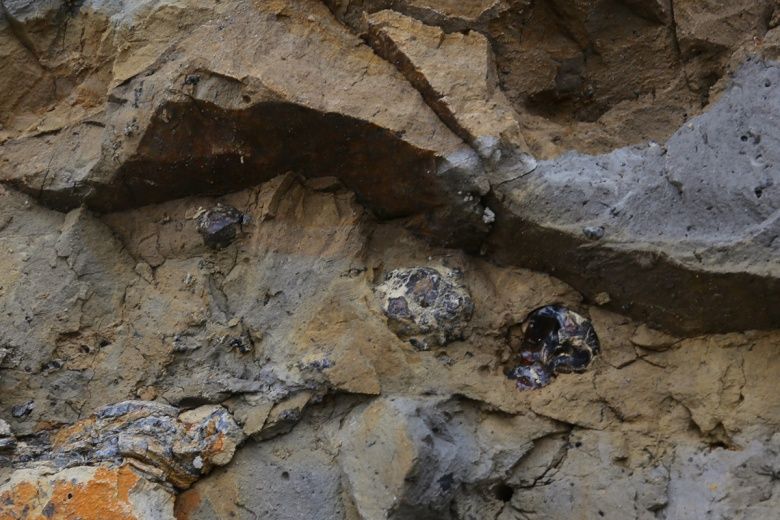 Bayburt'daki doğal kehribar alanında fosiller bulundu