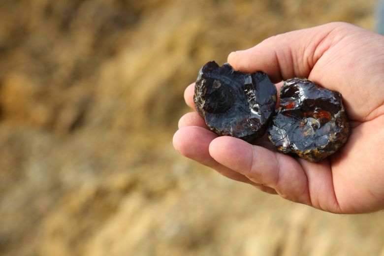 Bayburt'daki doğal kehribar alanında fosiller bulundu