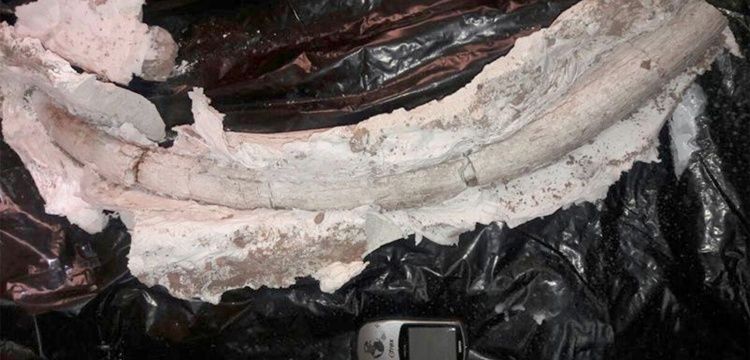İran'da 20 milyon yıllık Mastodon'a ait fildişi fosili bulundu