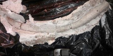 İranda 20 milyon yıllık Mastodona ait fildişi fosili bulundu