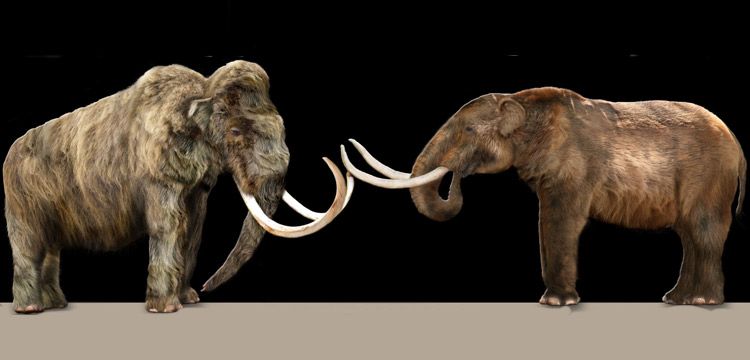 Mamut ile Mastodon arasındaki fark nedir?