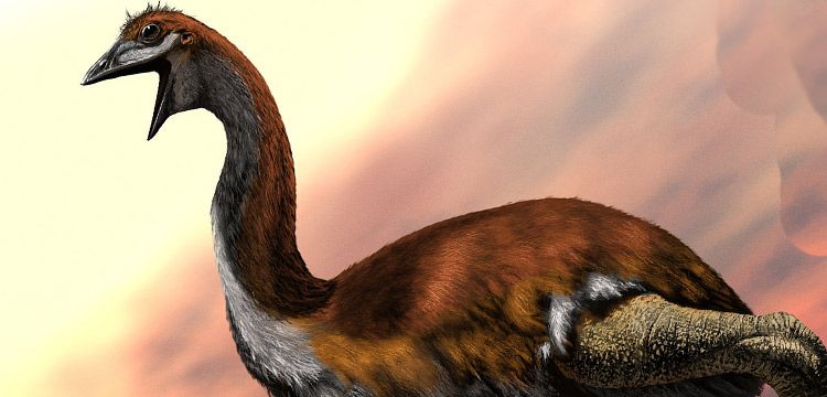 Dünyada yaşamış en büyük kuş türü: Vorombe titan
