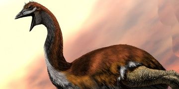 Dünyada yaşamış en büyük kuş türü: Vorombe titan