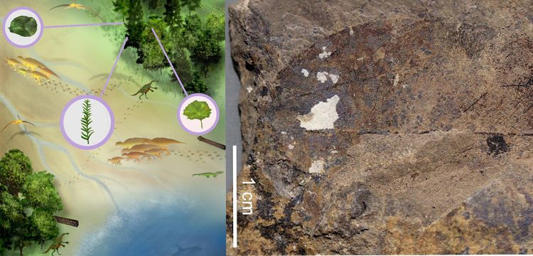 Researchers add surprising finds to the fossil record