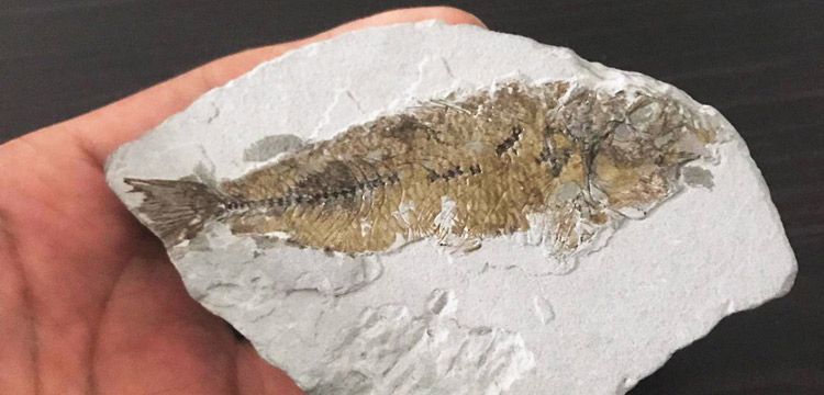 Milas'ta kömür aranırken 14 milyon yıllık balık fosili bulundu