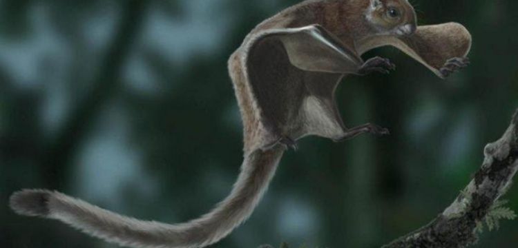 Oldest flying squirrel fossil found in Spain