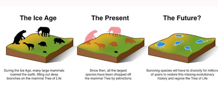 Mammals in The Ice Age, in The Present and in the Future?