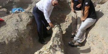 Kayserideki Emmiler arkeoloji kazısında 7,4 milyon yıllık fil fosili bulundu