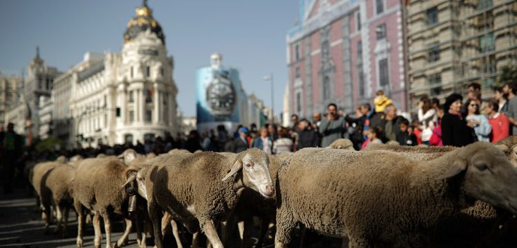 Madrid sokakları Trashumancia Şenliği'nde koyunla doldu