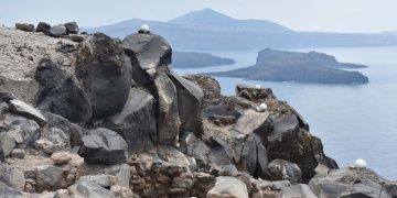 Olive tree found on Therasia will move the dating of the explosion of Santorinis volcano