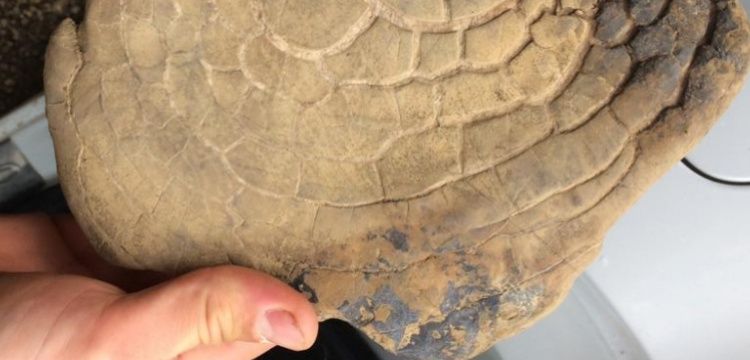 Bartın'da tarihi eser kaçakçıları fosil ve sikkelerle yakalandı