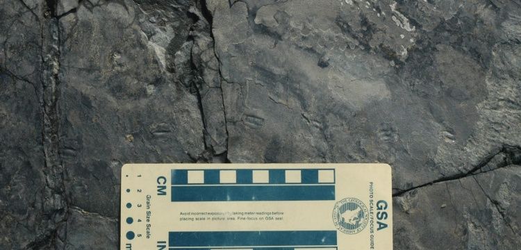 Serçe kadar küçük dinozora ait ayak izleri bulundu