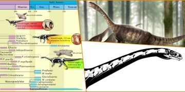 Vücuduna göre en uzun boyunlu dinozor fosili Brezilyada bulundu