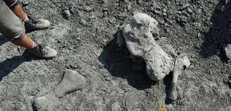Polonya'da 200 milyon yıllık Dicynodont fosili bulundu