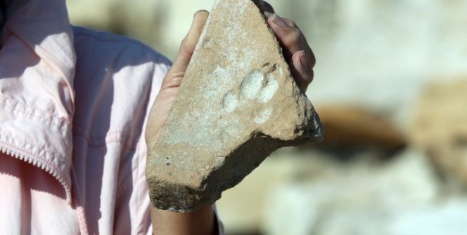 800 yıl önce Kuşadasında yaşayan kedi ve köpeklerin pati izleri bulundu