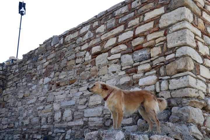 800 yıl önce Kuşadasında yaşayan kedi ve köpeklerin pati izleri bulundu