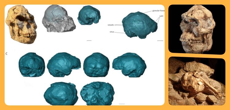 Küçük Ayak'ın beyin yapısı kısmen insan beynine benziyor