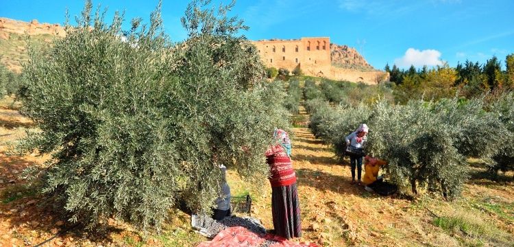 Tarihi Deyrulzafaran Manastırında zeytin hasadı zamanı