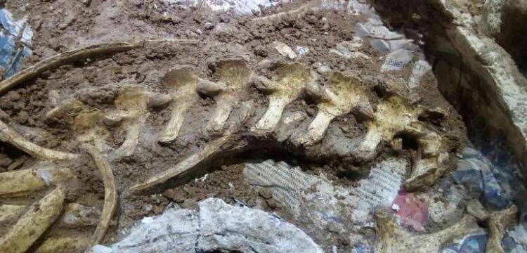 Arjantin’de soyu tükenmiş geyik türüne ait fosil bulundu