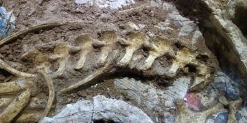 Arjantinde soyu tükenmiş geyik türüne ait fosil bulundu