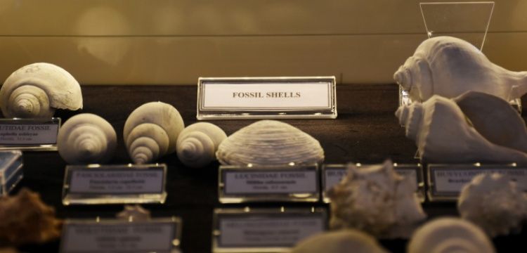 Muğlalı işadamının deniz kabuğu koleksiyonunda fosil bulundu